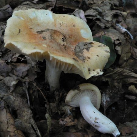 Hygrophorus nemoreus